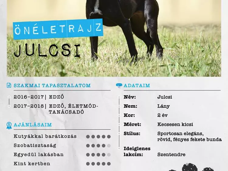 Álláskereső kutyusok bukkantak fel a Facebookon